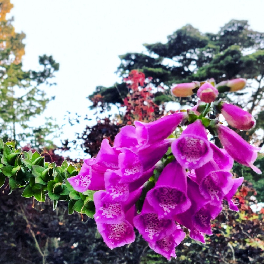 Meet your Posher, DJkitten 🐈🌸